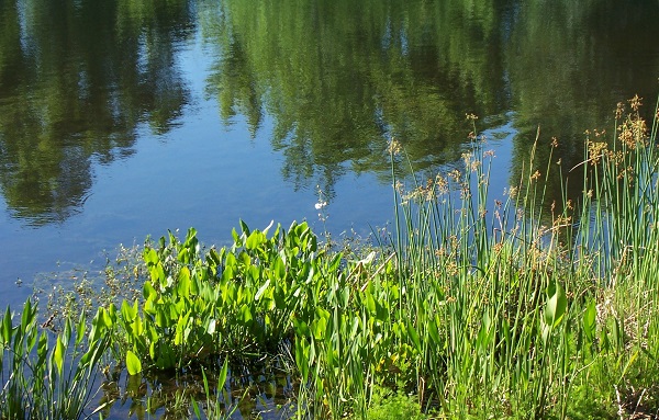 aquatic lake weed weeds pond problems control surface above dealing below
