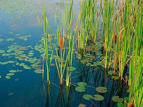 cattails aquatic pond plants lake plant weed cattail water lakes kill cut ponds management weeds cat tails remove garden methods
