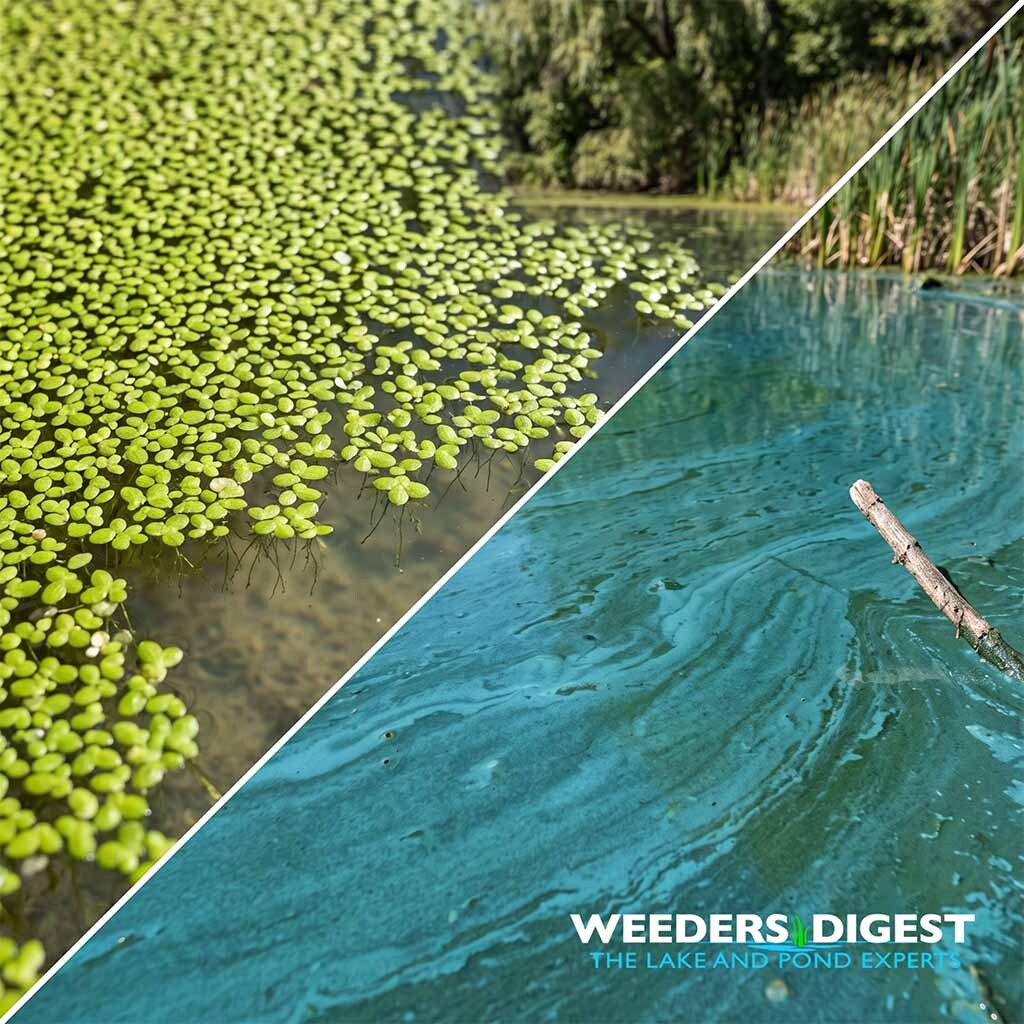 <p>Is It Harmful Algae or Late-Season Duckweed on Your Lake?</p>
<p>The primary difference between late-season duckweed and harmful algae is that duckweed is a tiny, free-floating plant with visible leaves and roots, whereas harmful algae is a microscopic bacteria that forms a paint-like scum on the surface of the water. As lake experts, we frequently get...</p>
<p><a href="/lake-and-pond-science/is-it-harmful-algae-or-late-season-duckweed-on-your-lake/">Read more</a></p>