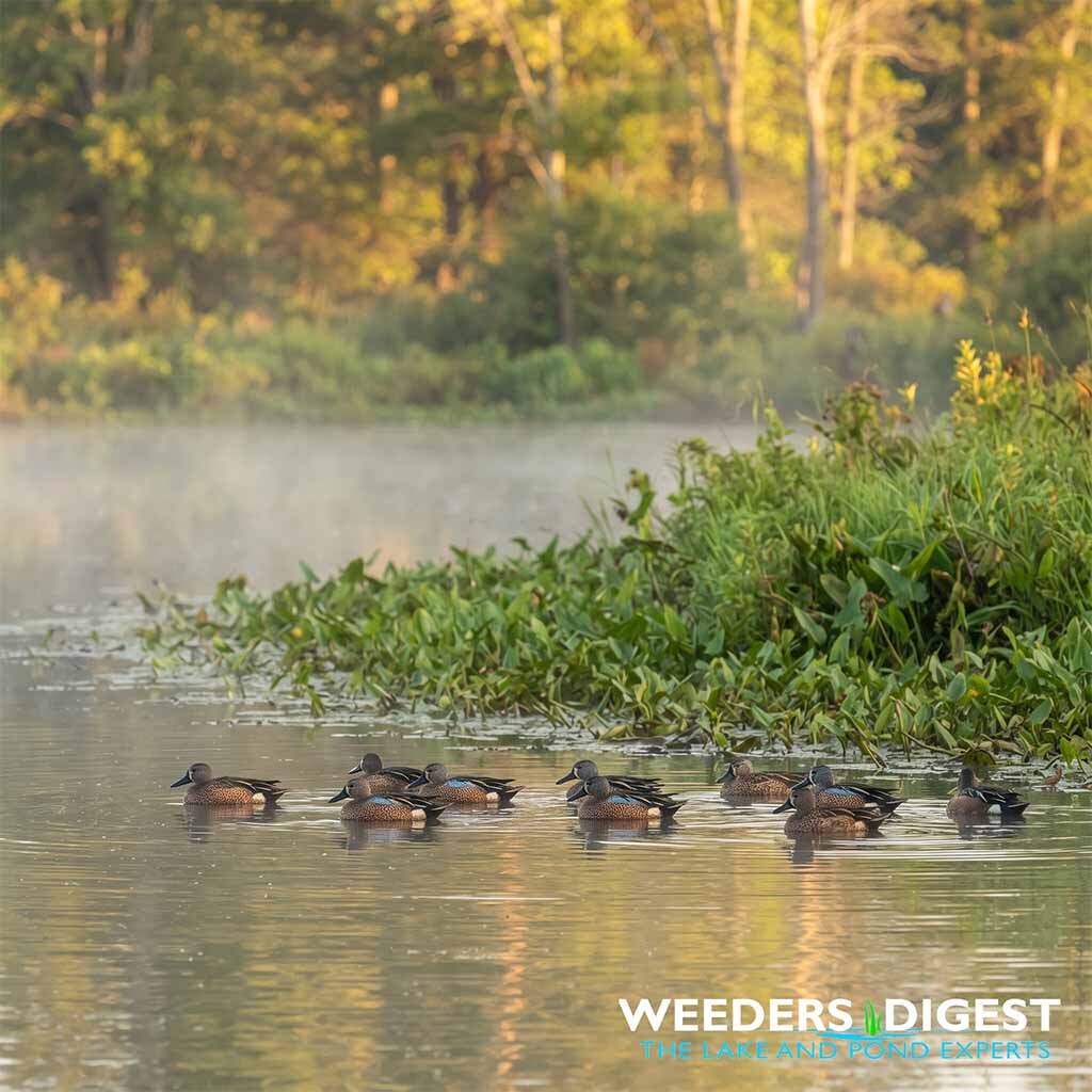 <p>Navigating the Autumn Flyway: Why Your Lake Zone Attracts More Waterfowl in September</p>
<p>As September arrives, lake observers often notice a sudden and substantial increase in ducks, geese, and other migratory birds resting along the shorelines. Our analysis indicates that September waterfowl...</p>
<p><a href="/lake-and-pond-science/navigating-the-autumn-flyway-why-your-lake-zone-attracts-more-waterfowl-in-september/">Read more</a></p>