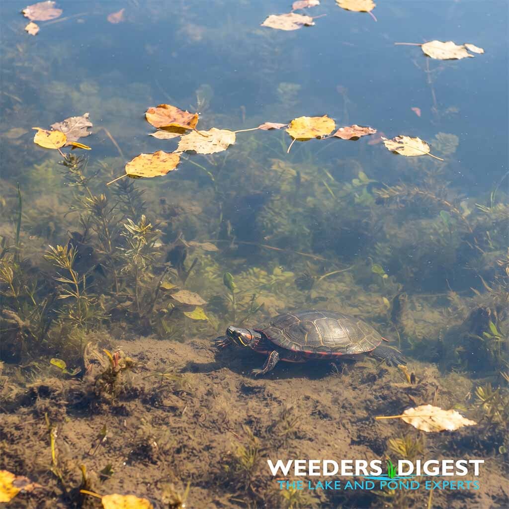 <p>Where Do Our Turtles Go When the Water Cools in September?</p>
<p>As September brings cooler water temperatures, our aquatic turtles begin migrating to the safety of deep pond and lake sediments to undergo brumation, a reptilian form of winter dormancy. During this seasonal shift, metabolism slows drastically, and turtles rely entirely on stored fat...</p>
<p><a href="/lake-and-pond-science/where-do-our-turtles-go-when-the-water-cools-in-september/">Read more</a></p>