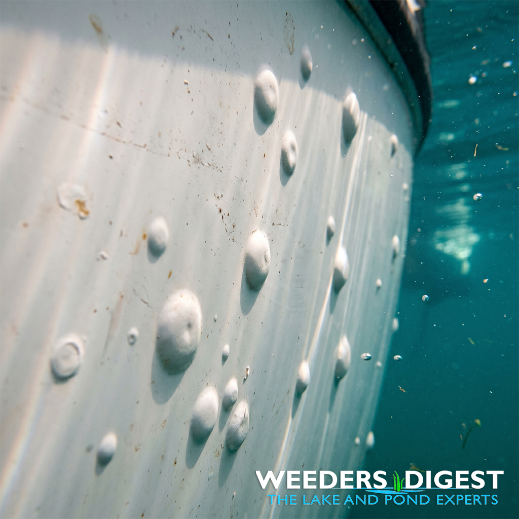<p>Why My Older Fiberglass Boat Is Breaking Out In Blisters</p>
<p>It can be a sinking feeling to run your hand along the bottom of your boat and feel small, hard bumps where the hull should be smooth. These are commonly known as hull blisters, or "osmotic blistering," and they are essentially the chickenpox of the fiberglass boating world. They typically...</p>
<p><a href="/lake-and-pond-science/why-my-older-fiberglass-boat-is-breaking-out-in-blisters/">Read more</a></p>